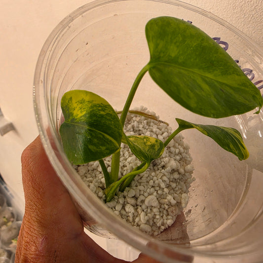 Monstera Yellow Marilyn Variegated – Exact Plant (3) See Description