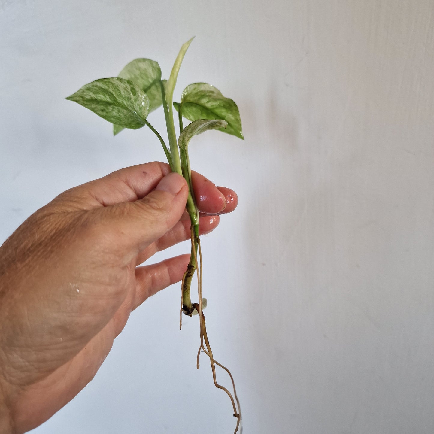 Monstera Laniata Top Cutting rooting in Water