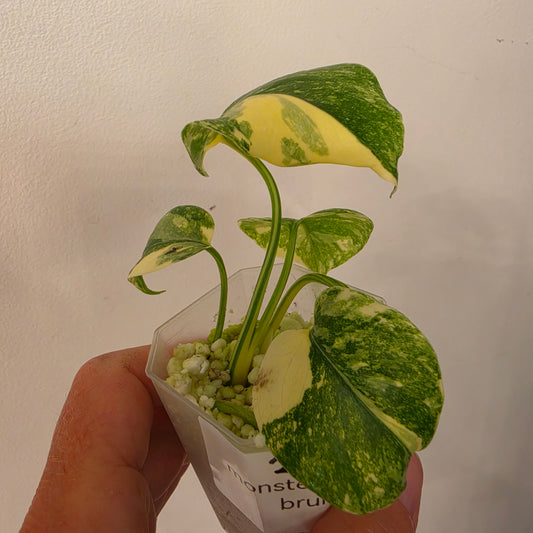 Monstera Crème Brûlée – Exact Plant No. 2 - See Description