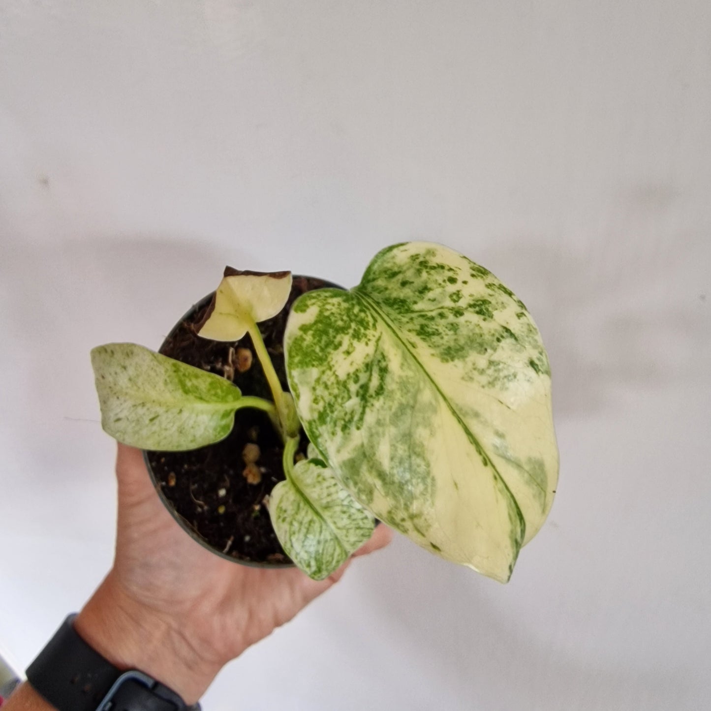 Monstera White Monster Rare Houseplant 8.5cm pot (1)
