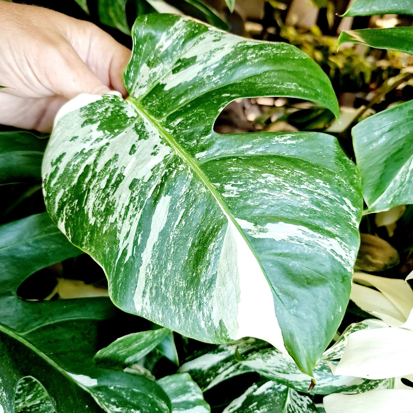 Monstera Albo Middle Leaf Cutting