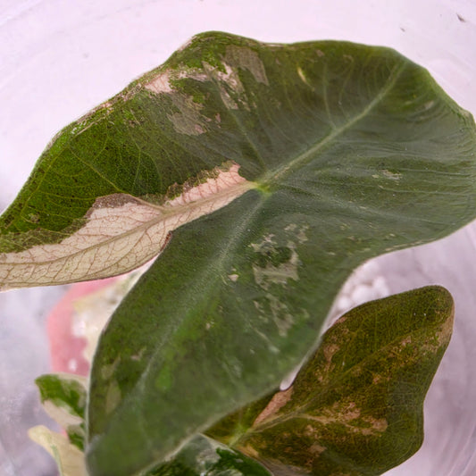 Alocasia Pseudo Sanderiana Pink Variegation Exact Plant - 3 See Description