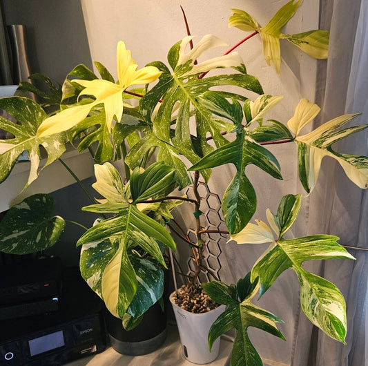 Wooden Trellis Plant Support one per packet