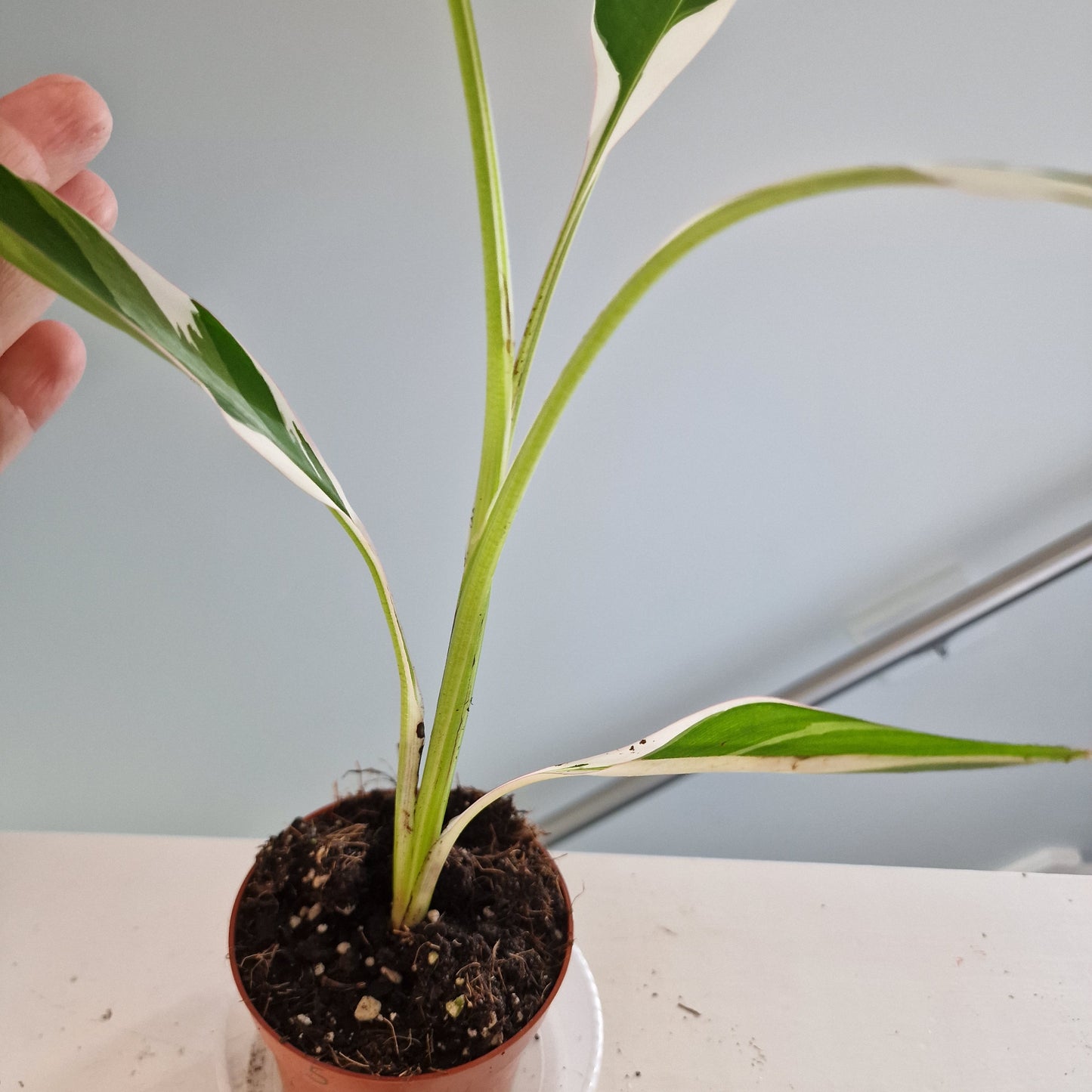 Musa Florida Rare Houseplant approx 40cm tall 10.5cm pot (5)