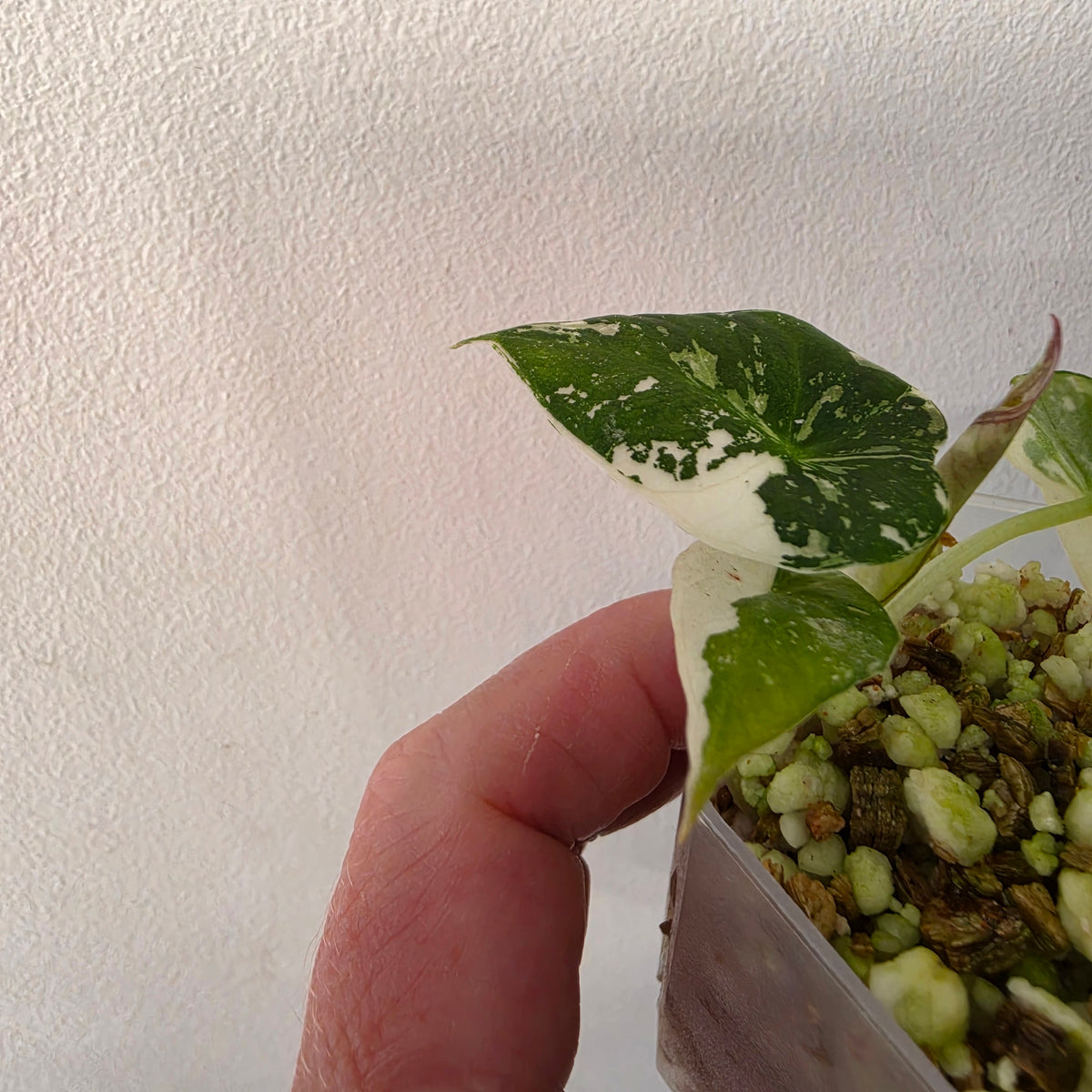 Alocasia longiloba Aurea Variegated #3