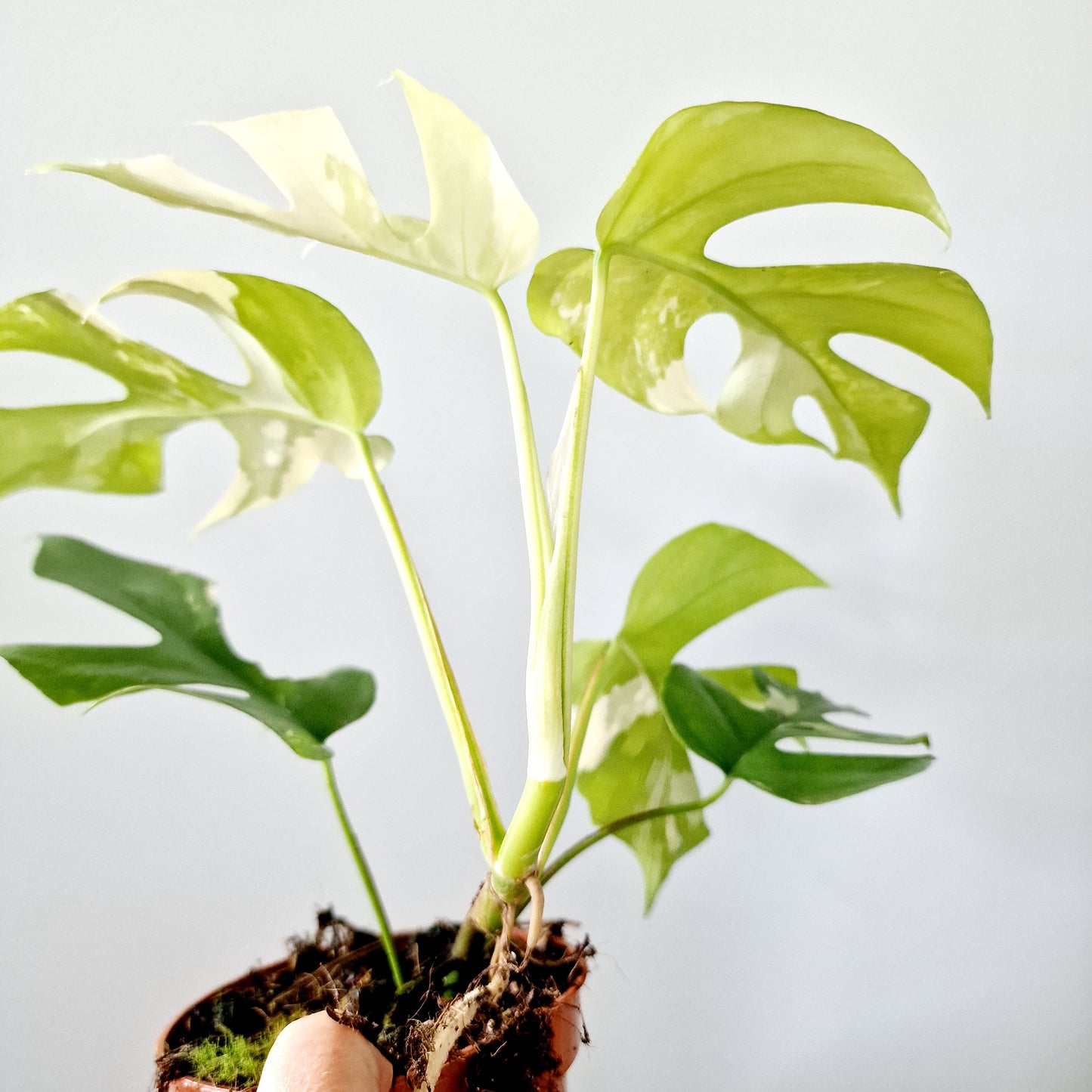 Rhaphidophora Tetrasperma Houseplant 10.5cm pot (3)