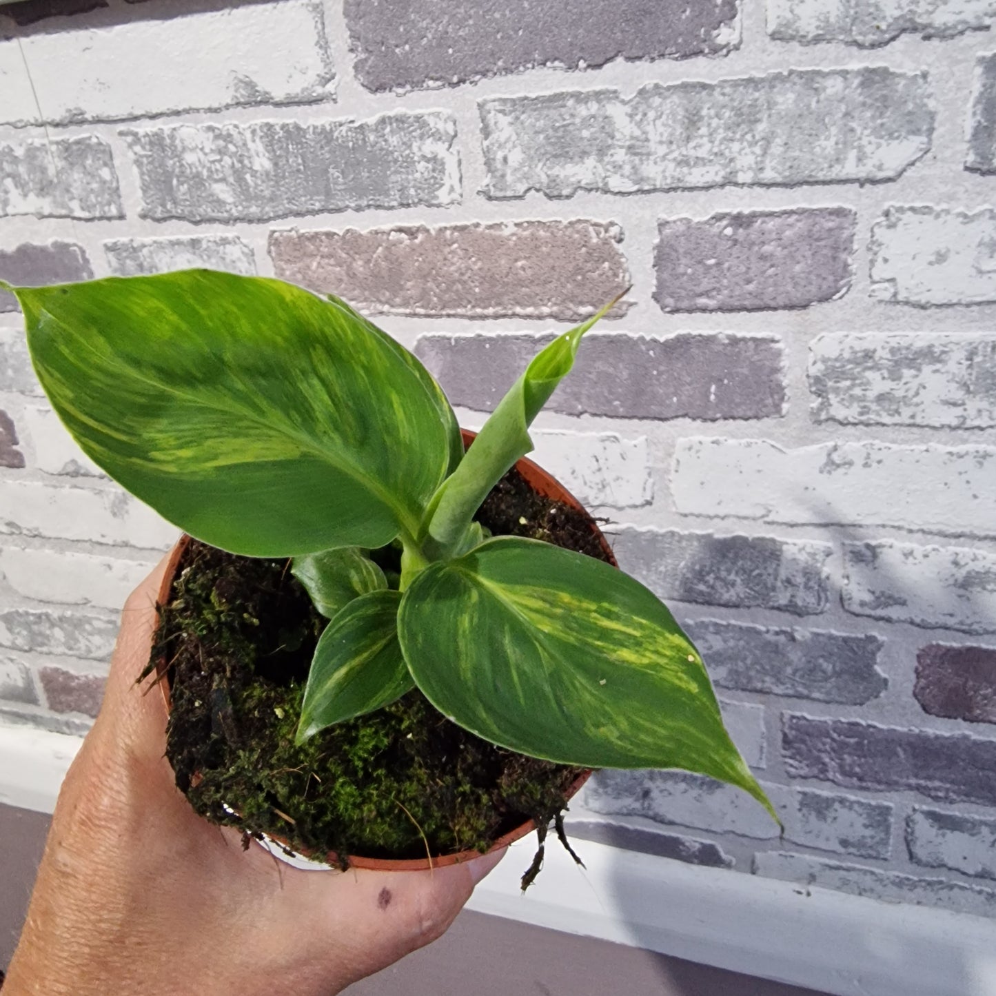 Musa Aurea Rare Houseplant 10.5cm pot (3)
