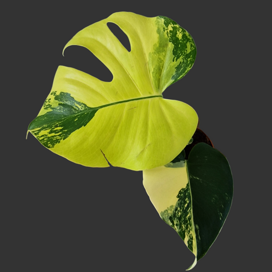 Monstera Deliciosa Aurea – 12cm Pot (#9)