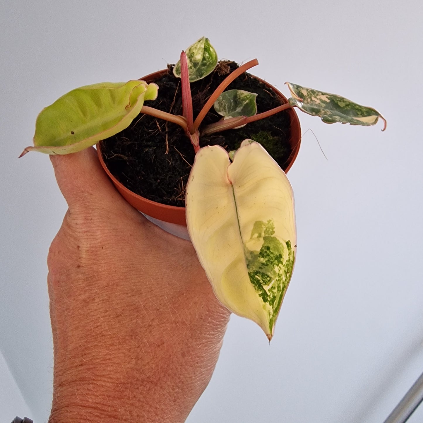 Philodendron Billietiae Variegated Houseplant 9cm pot