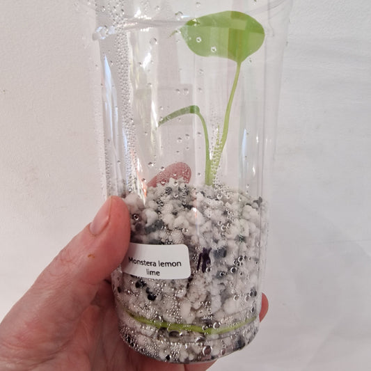 PRE-ORDER – Monstera Lemon Lime – Young Exact TC Plant (#1)