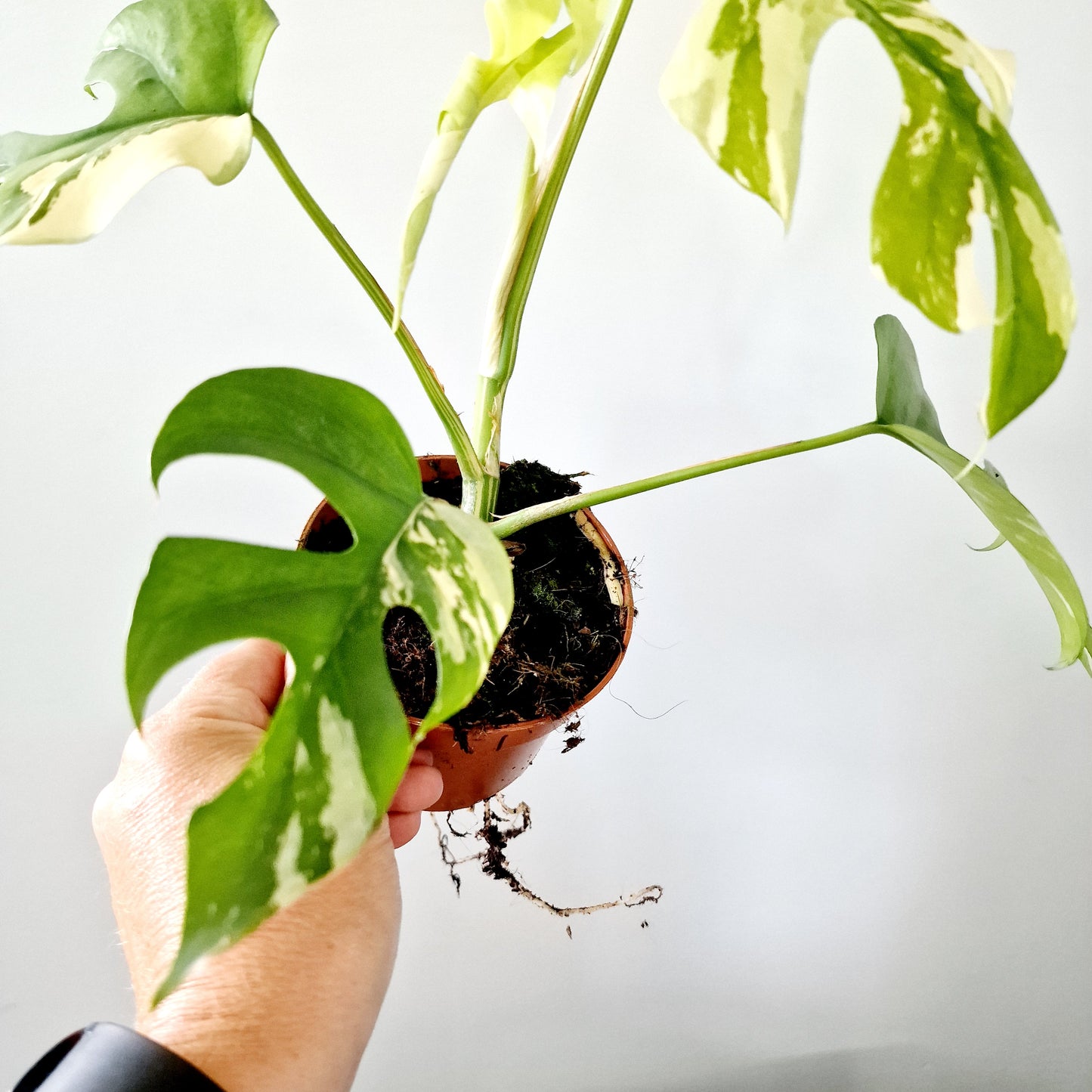 Rhaphidophora Tetrasperma Houseplant 10.5cm pot (1)