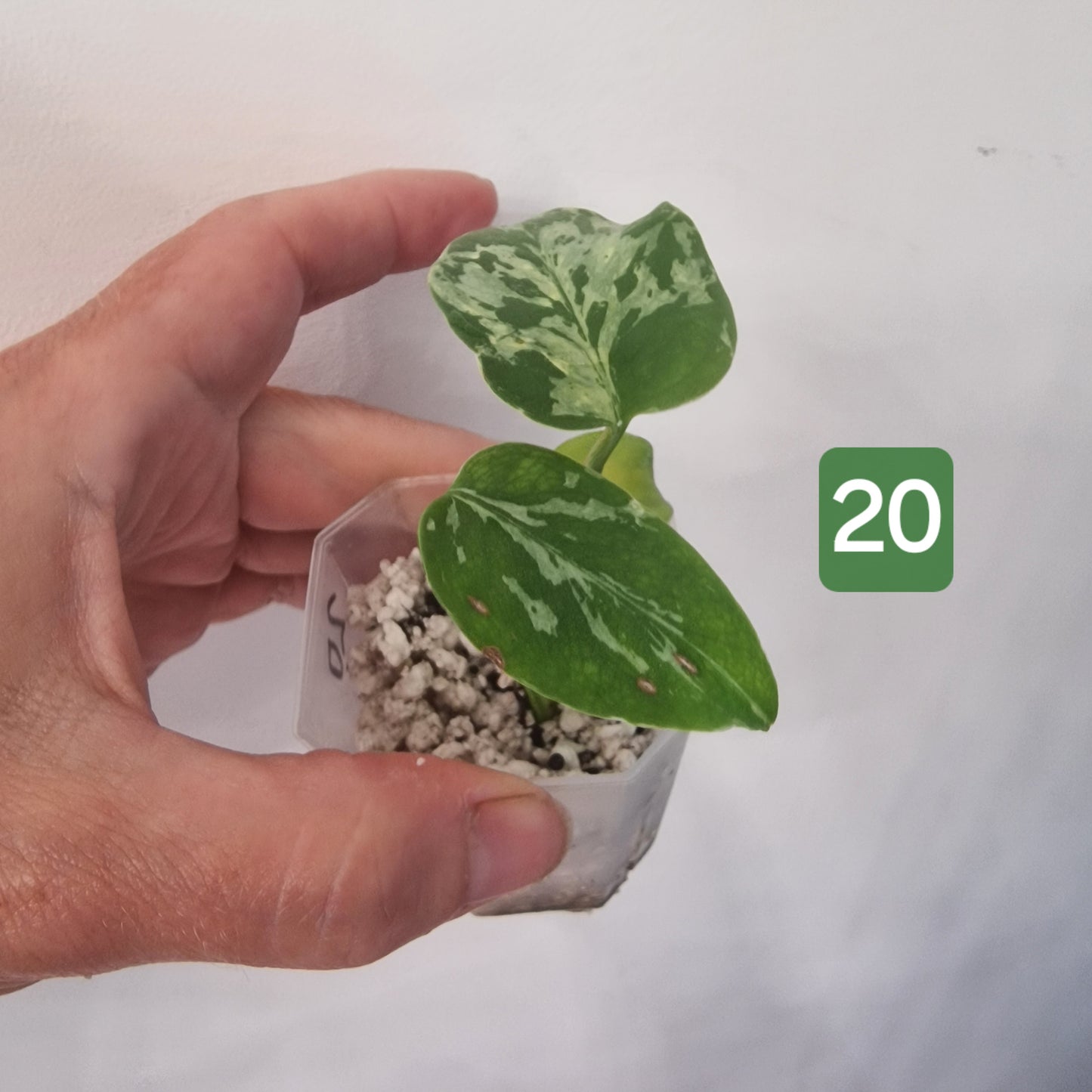Monstera Bulbasaur – Choose Your Exact Plant see description