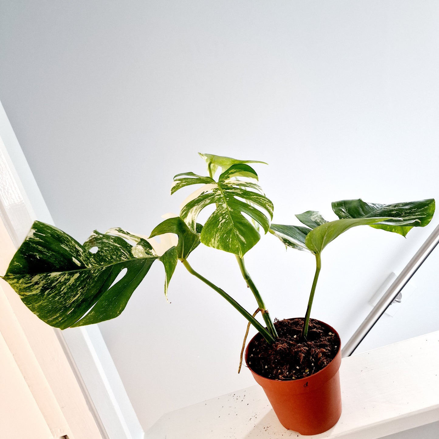 Monstera Albo Rare Houseplant 17cm pot (d)