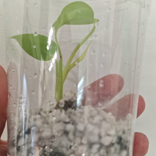 PRE-ORDER – Monstera Lemon Lime – Young Exact TC Plant (#3)