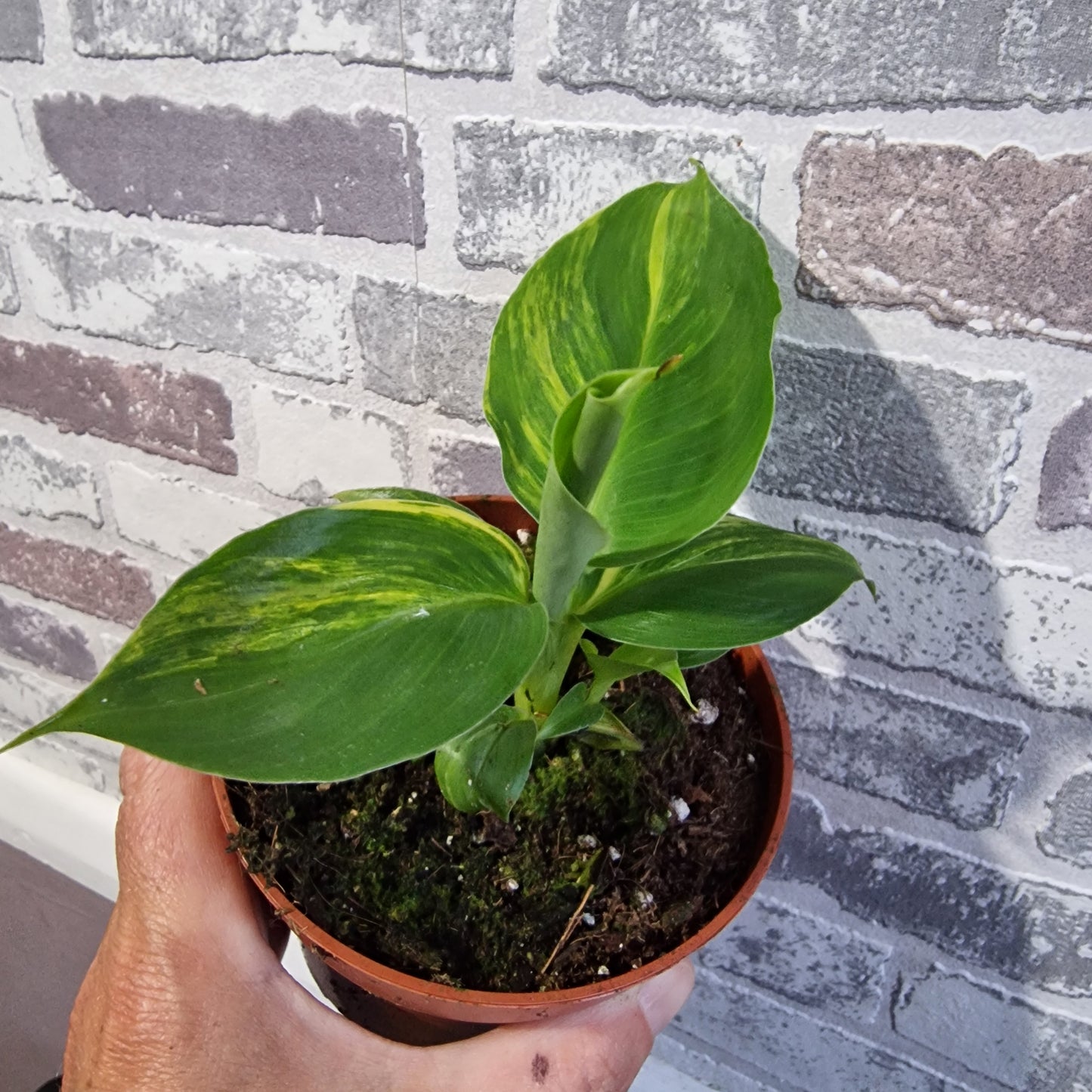 Musa Aurea Rare Houseplant 10.5cm pot (2)