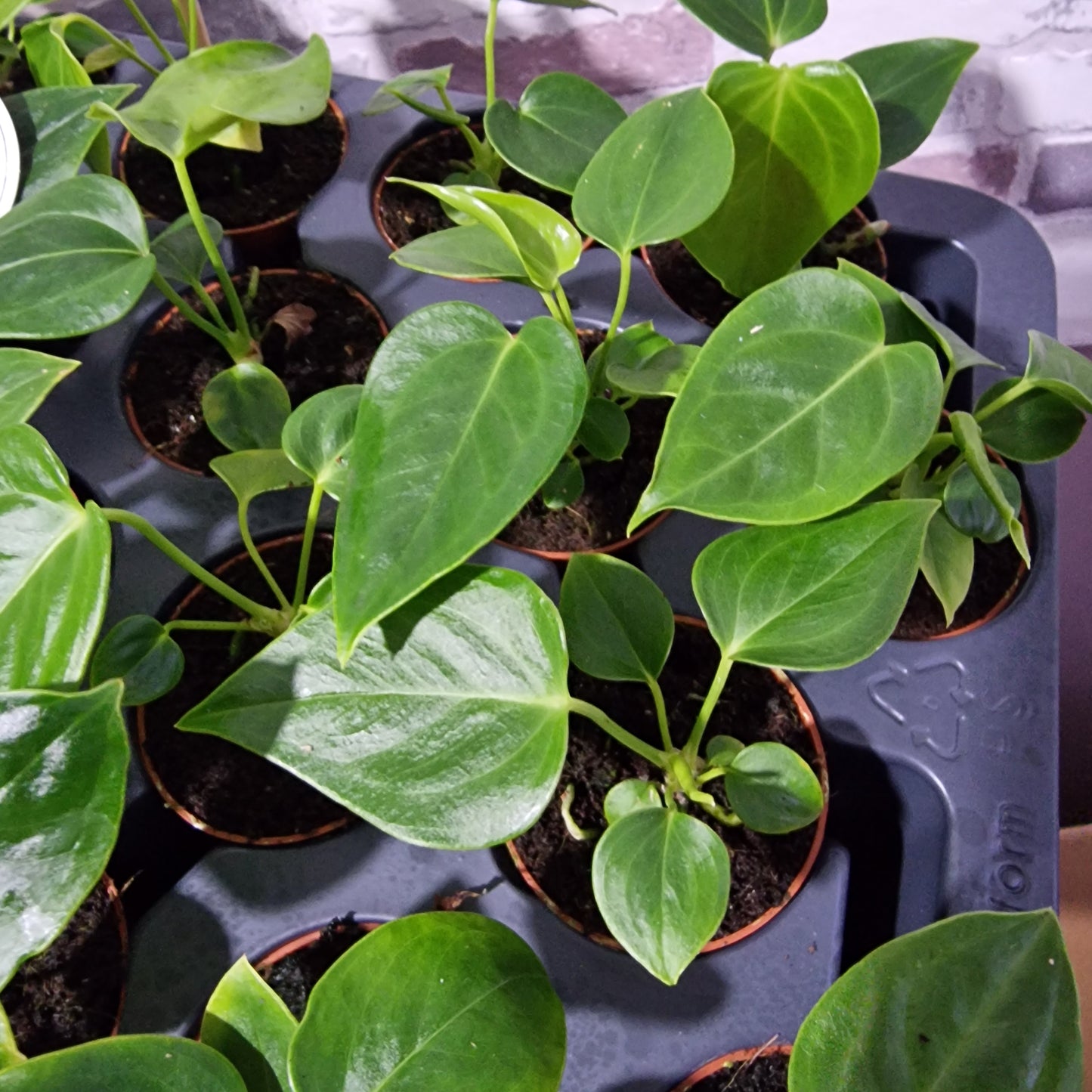 Anthurium Veitchii Rare Houseplant 6cm pot