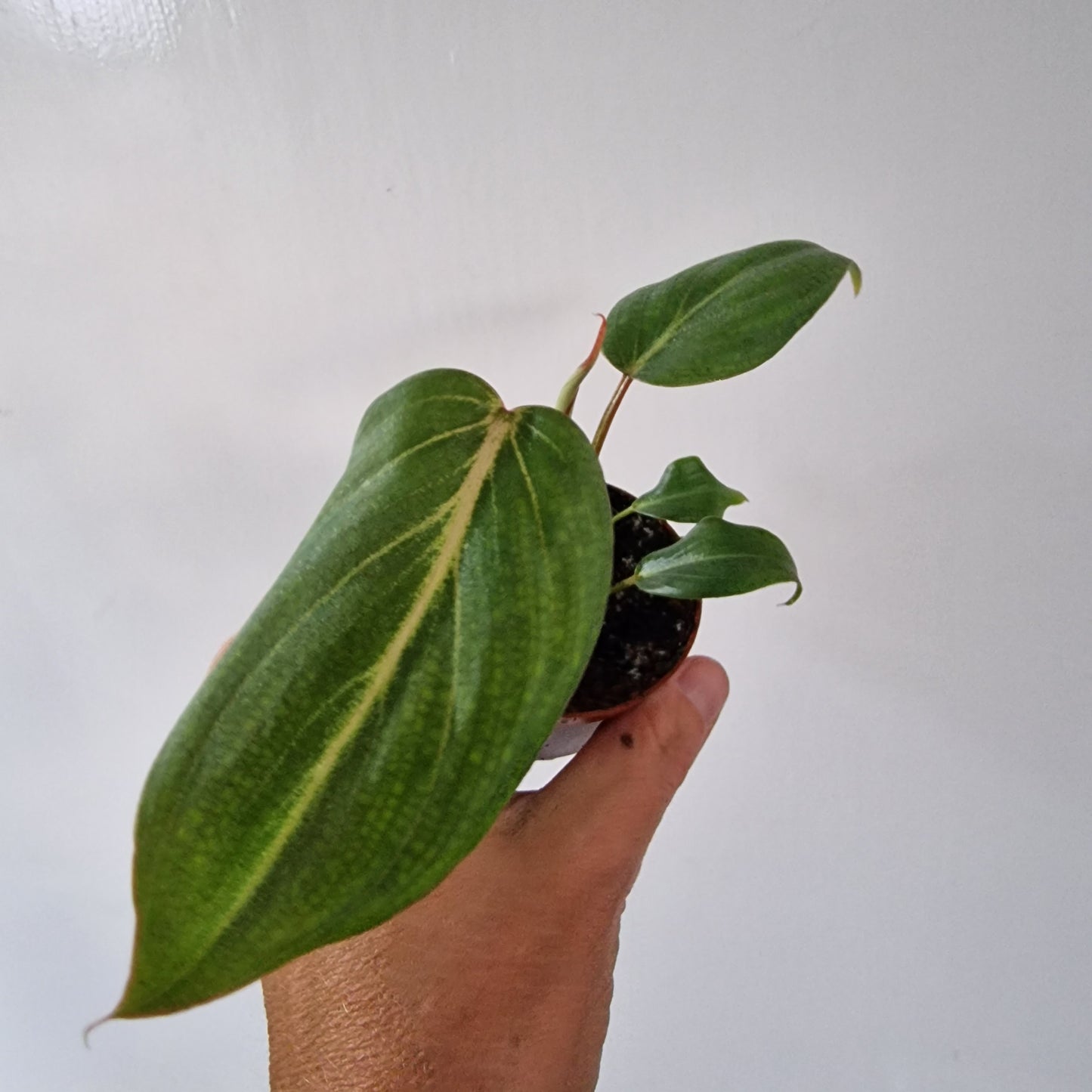 Philodendron Baby Houseplant 6cm pot