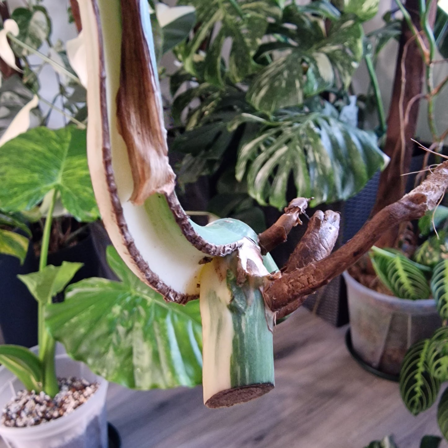 Monstera Albo Highly Variegated Middle Cutting