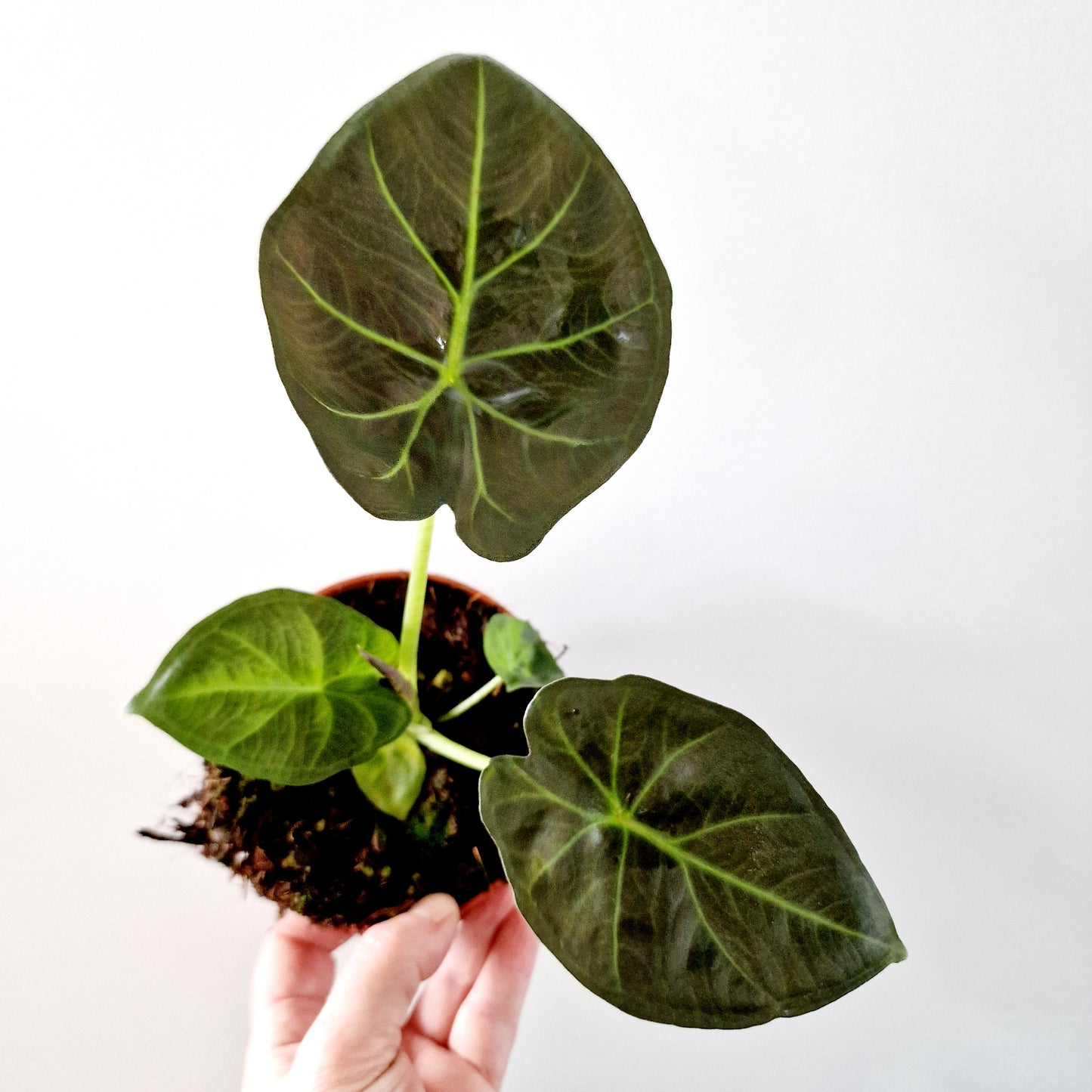 Alocasia Regal Shield Houseplant 10.5cm pot