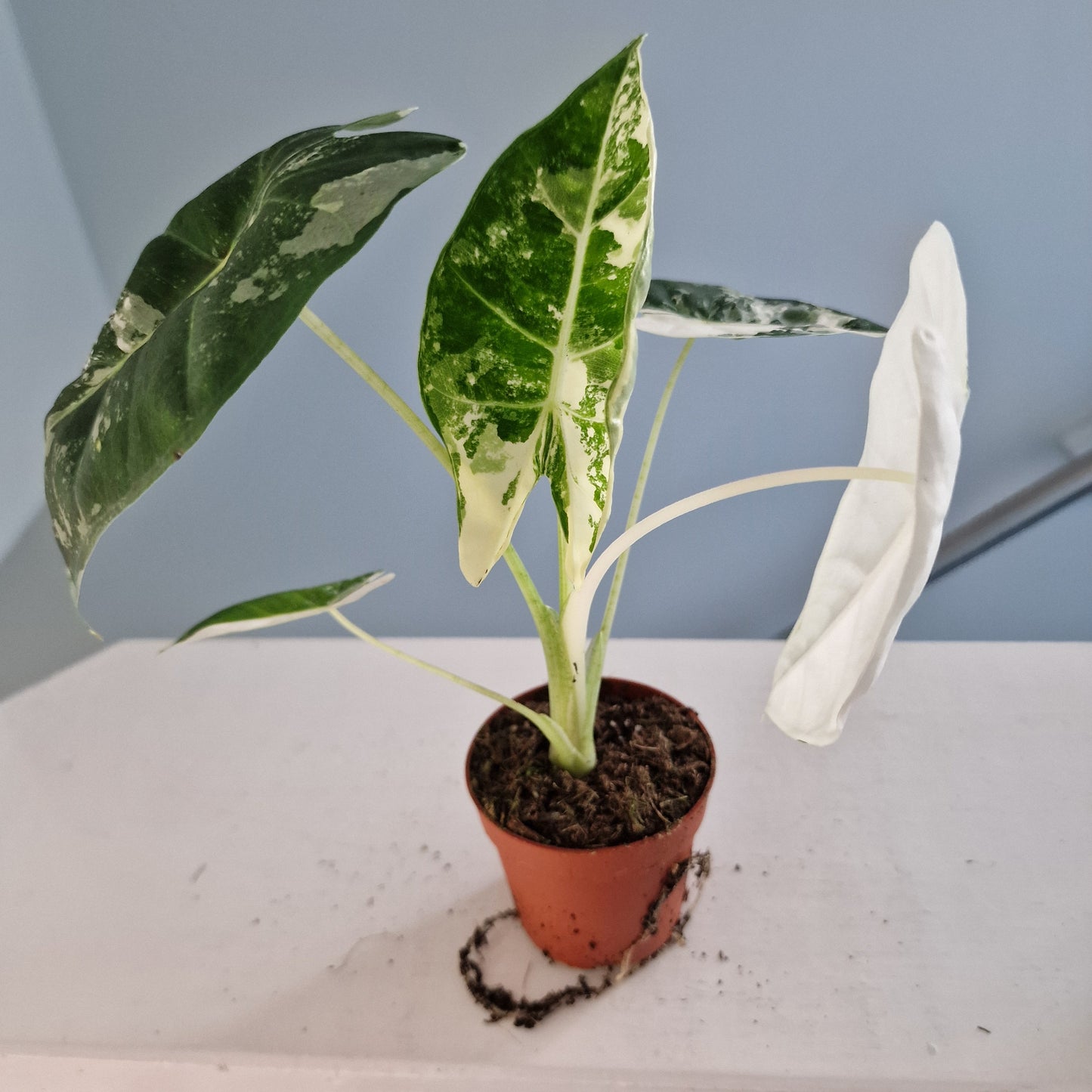 Alocasia Frydek Variegata Rare Houseplant 7cm pot