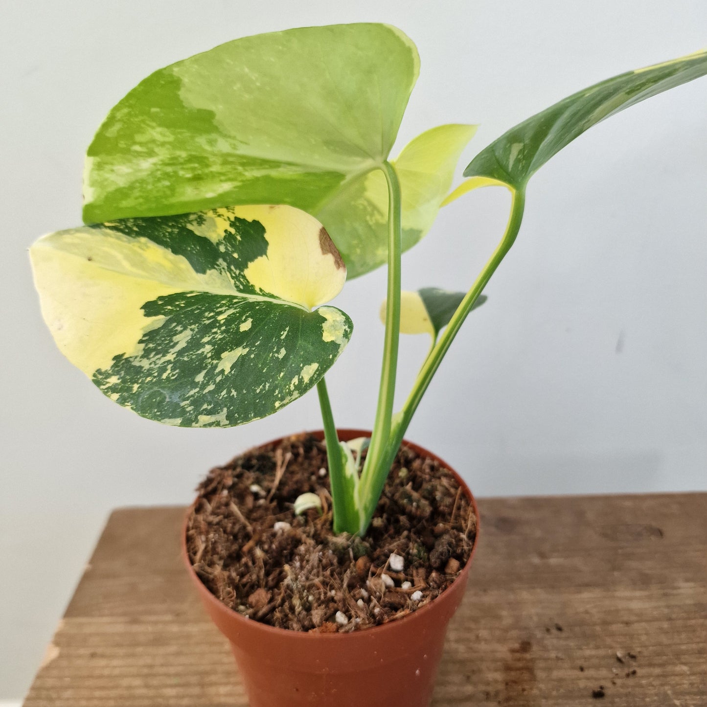 Monstera Deliciosa Aurea – 12cm Pot (#6)