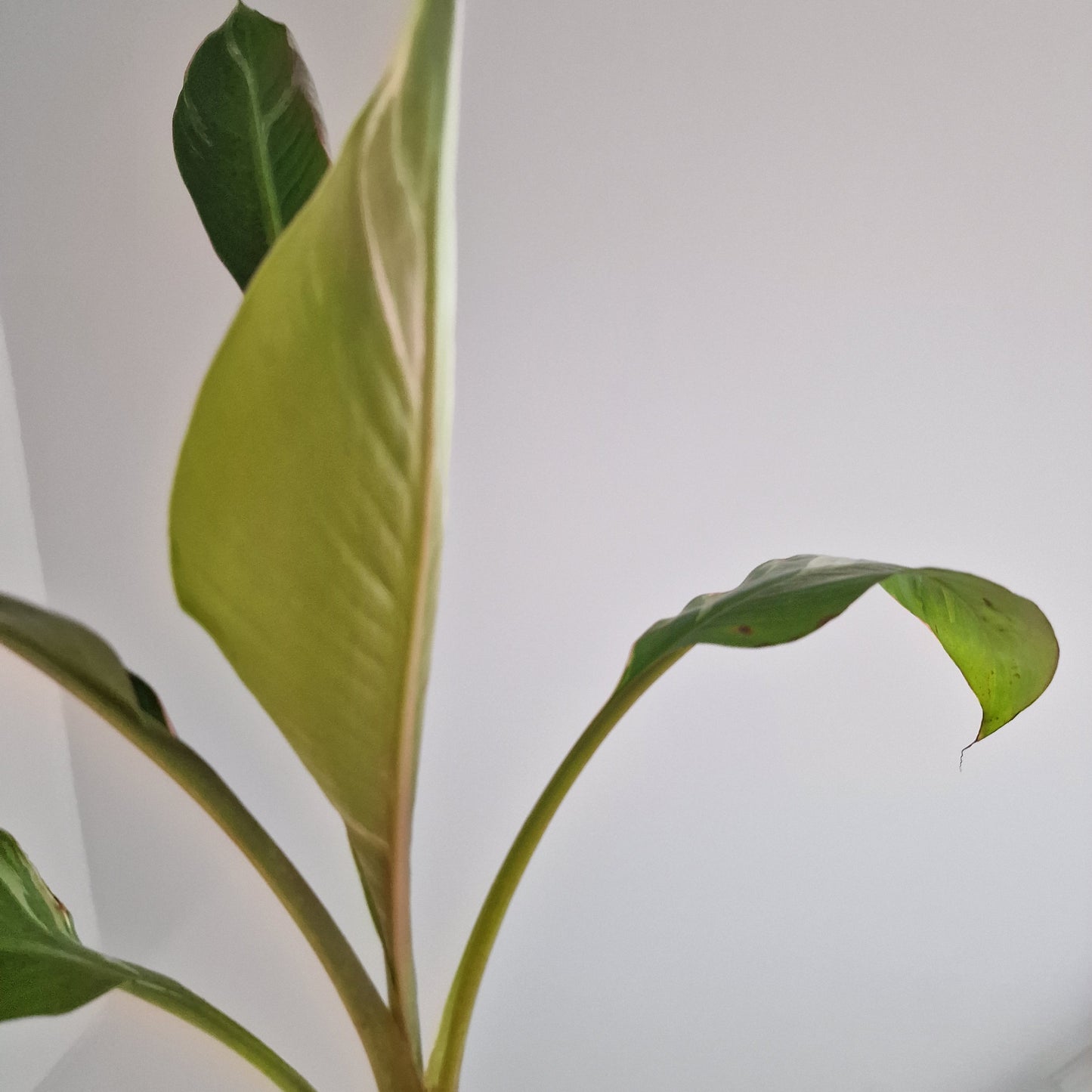 Musa Nono Rare Houseplant approx 50cm tall 10.5cm pot (4)