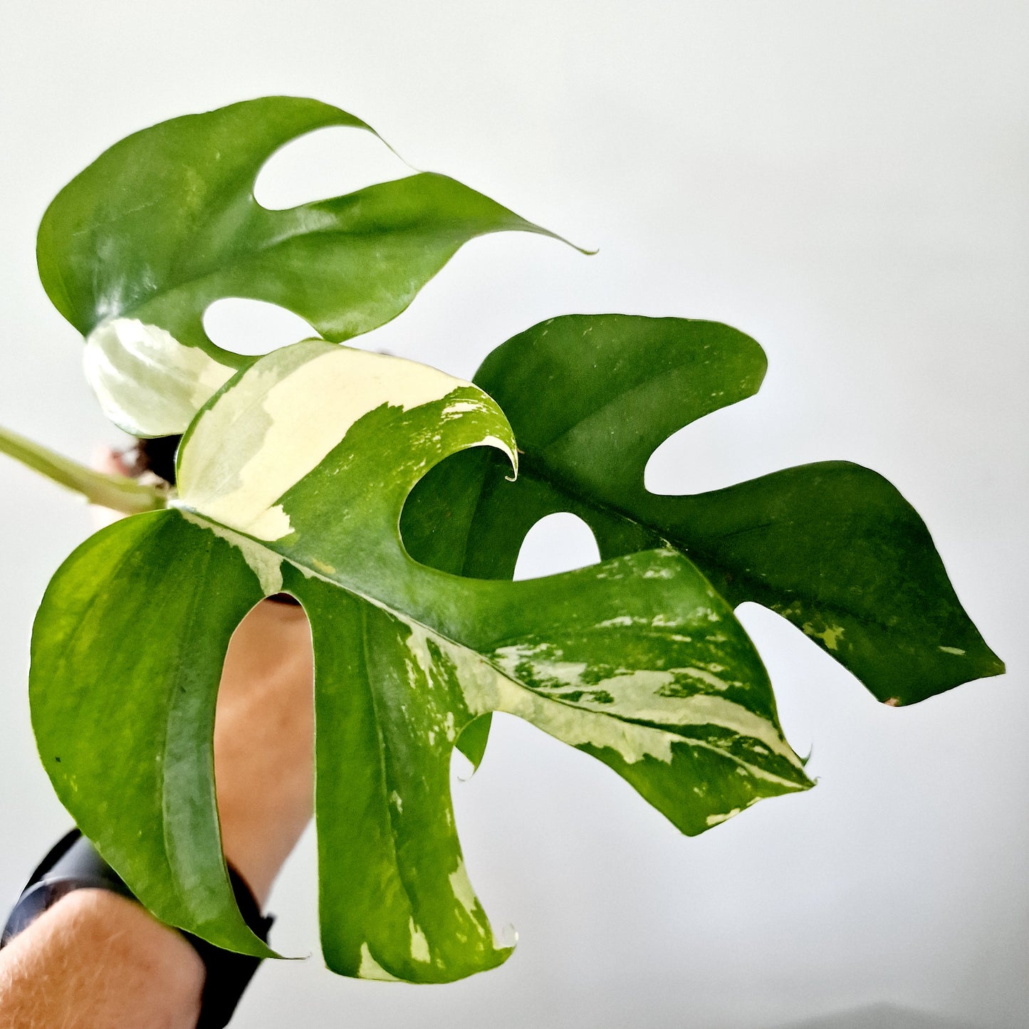 Rhaphidophora Tetrasperma Houseplant 10.5cm pot (4)