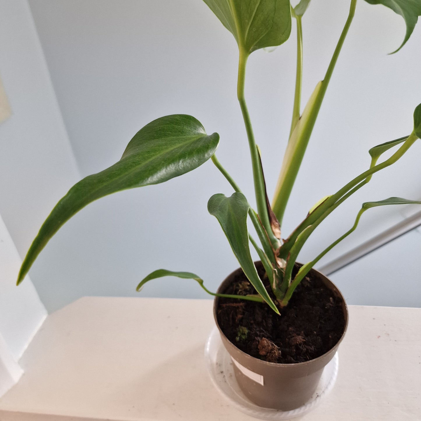 Monstera Burle Marx Flame Rare Houseplant 13cm pot (2)