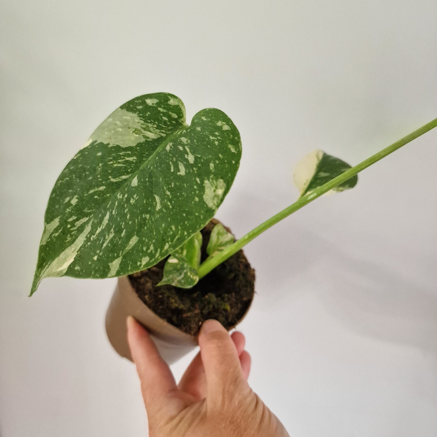 Monstera Thai Constellation Rare Houseplant 11cm pot (1i)