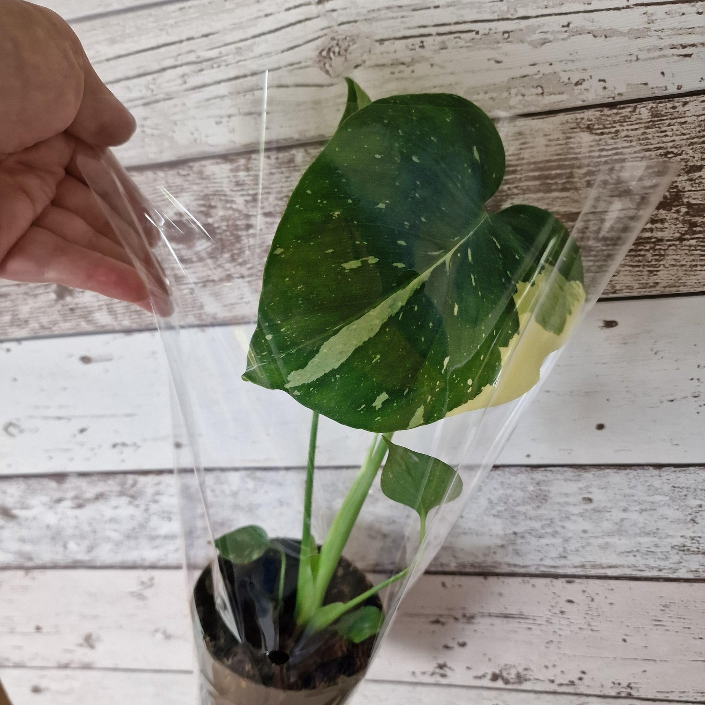 Monstera Thai Constellation Rare Houseplant 11cm pot