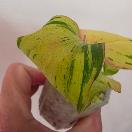Kaempferia Pulchra Variegata – Established | Exact Plant #4
