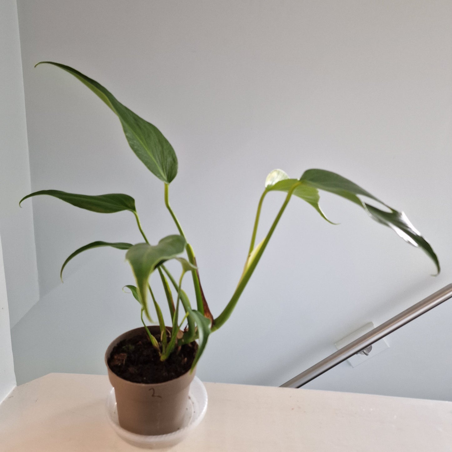 Monstera Burle Marx Flame Rare Houseplant 13cm pot (2)