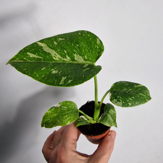 Monstera Thai Constellation – 6cm Pot (#5)