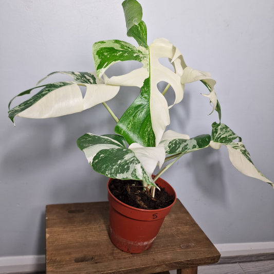 Monstera Albo ‘Super White’ – 15cm Pot (#5)