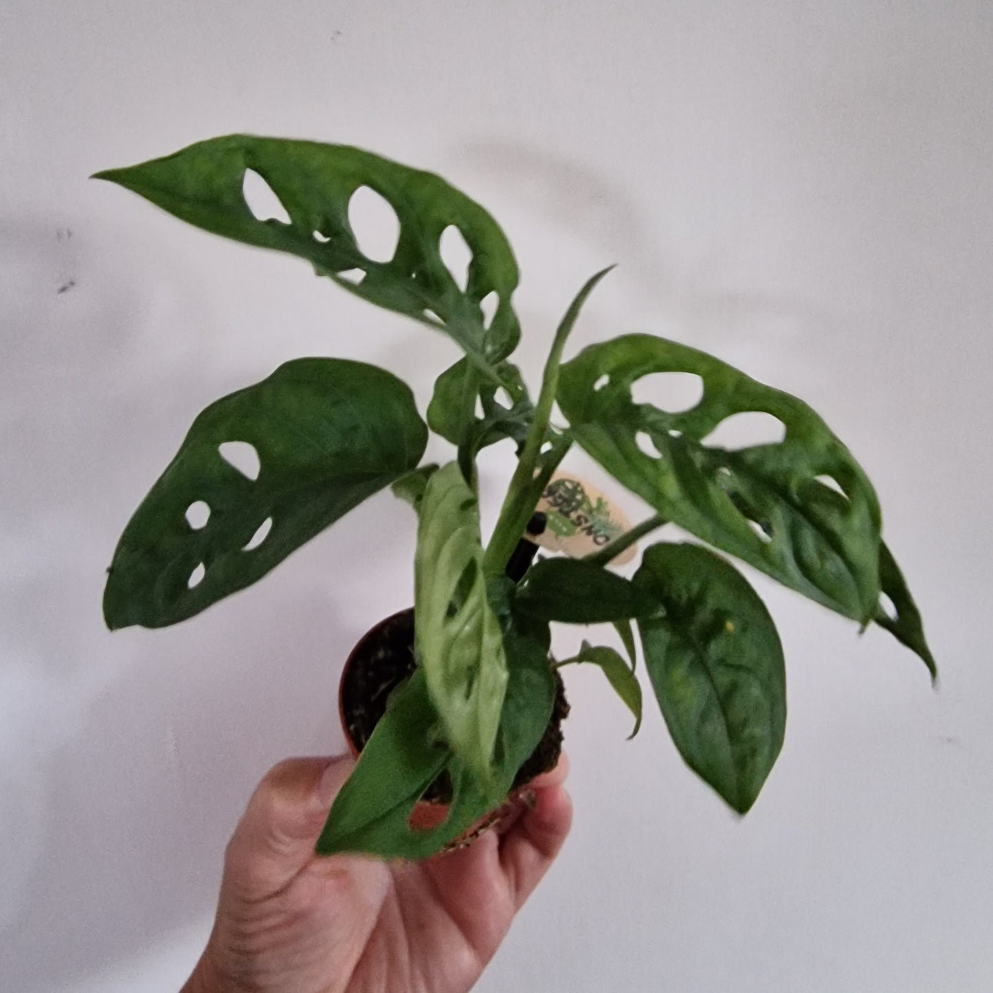 Monstera Rare Houseplant 6cm pot