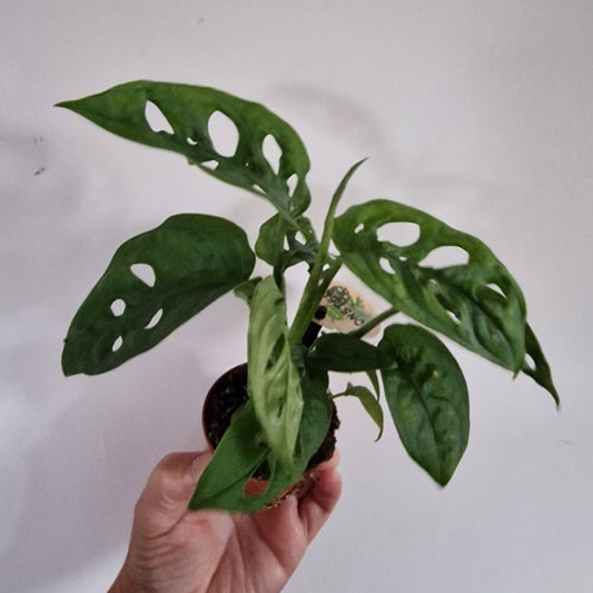 Monstera Rare Houseplant 6cm pot