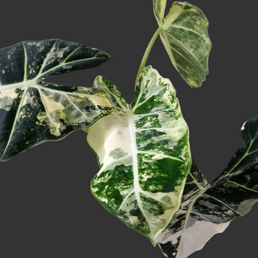 Alocasia Variegated Frydek (#3) – 17cm Pot (50cm Tall)