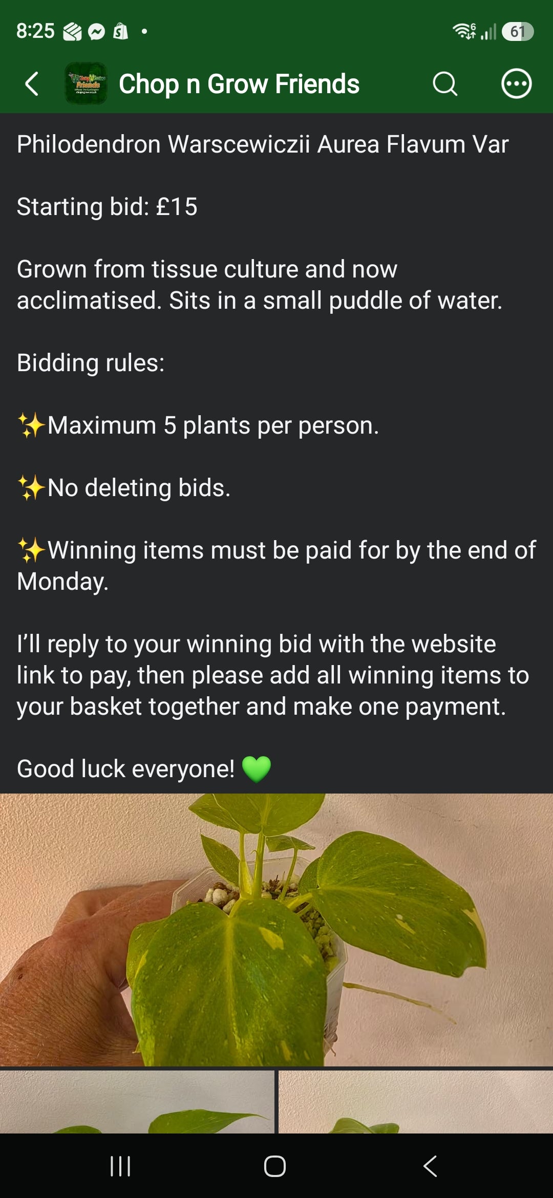 Sunday CnG Sale - Krissy Philodendron Warscewiczii