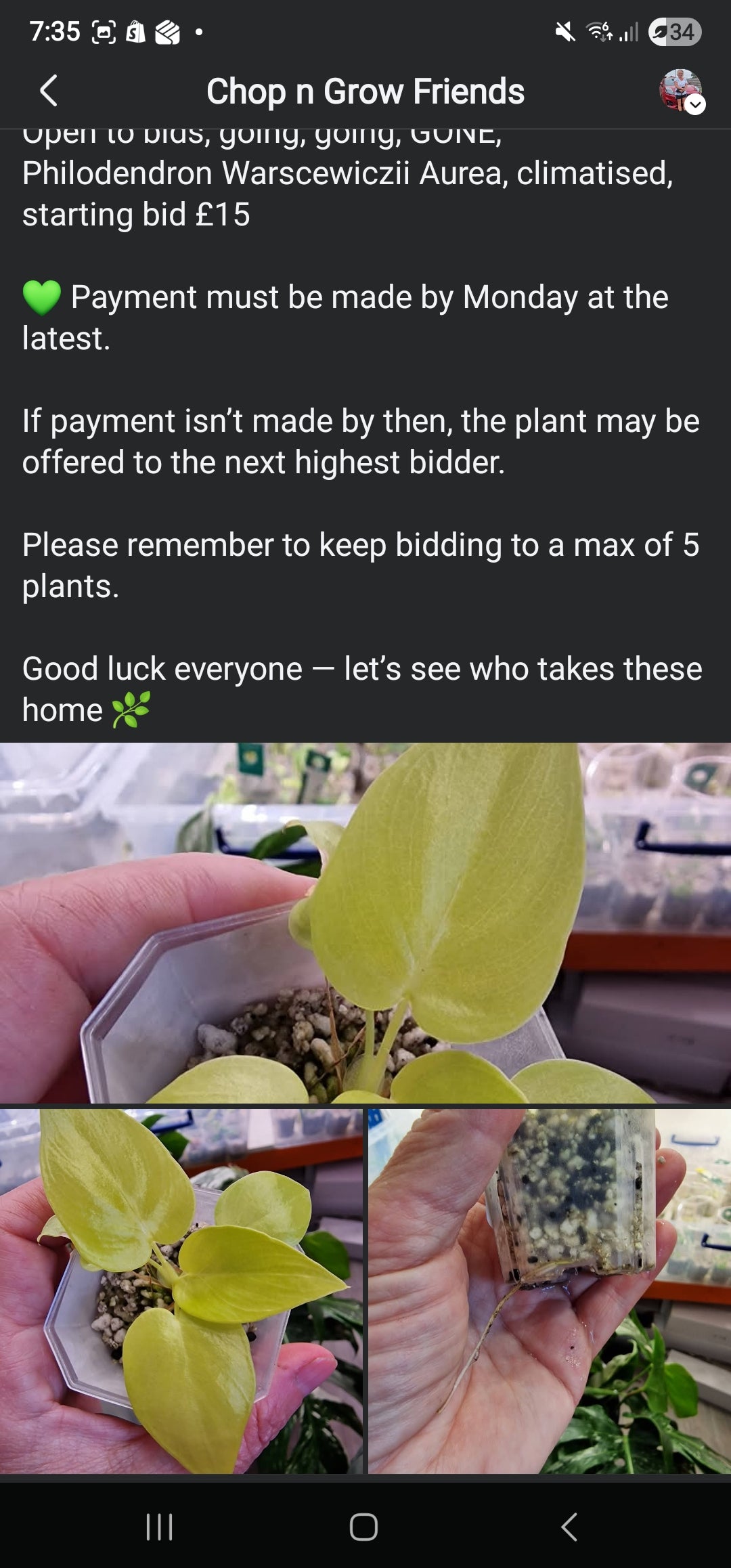 Sunday Sale - Shainy Philodendron Warscewiczii