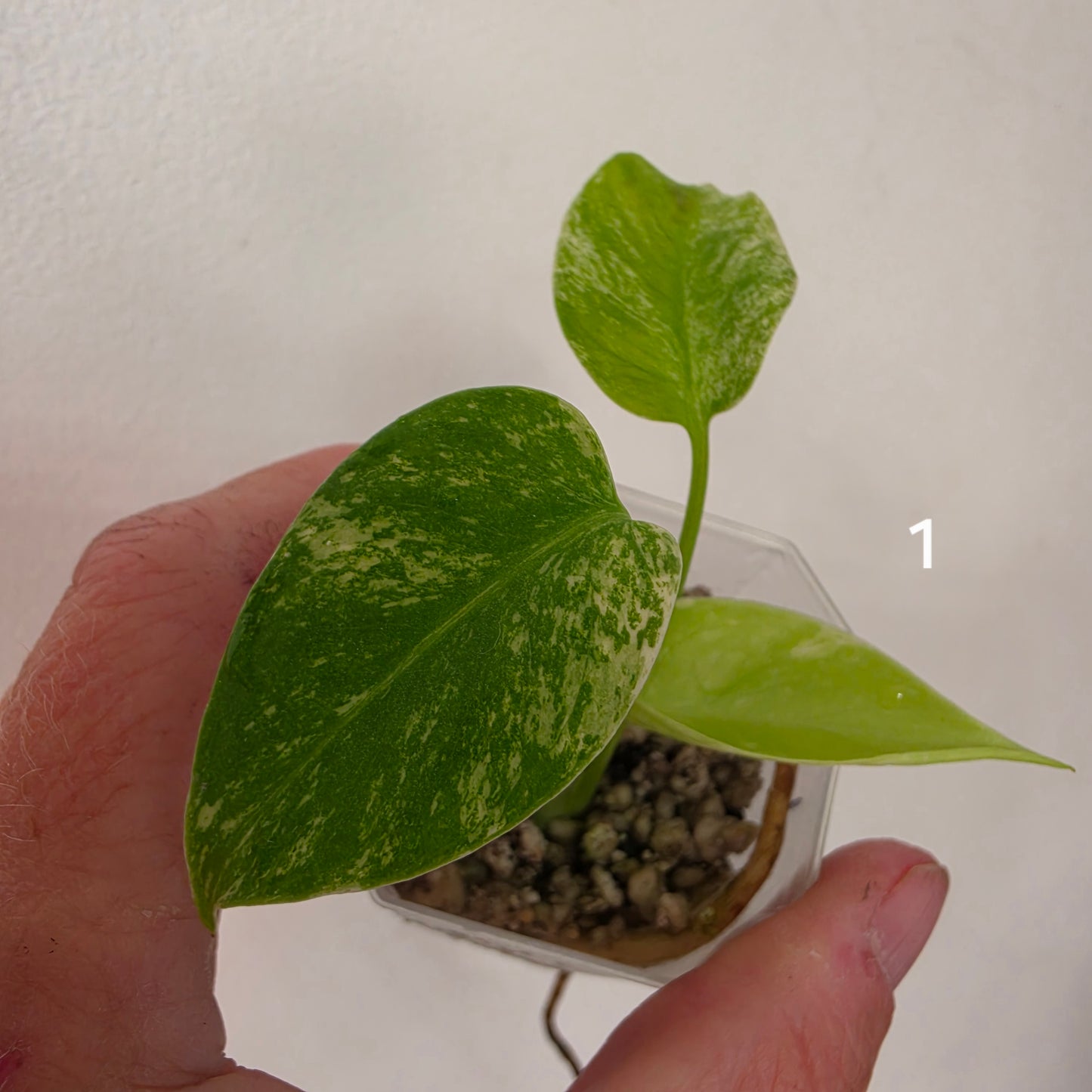 White Monstera – Choose Your Plant