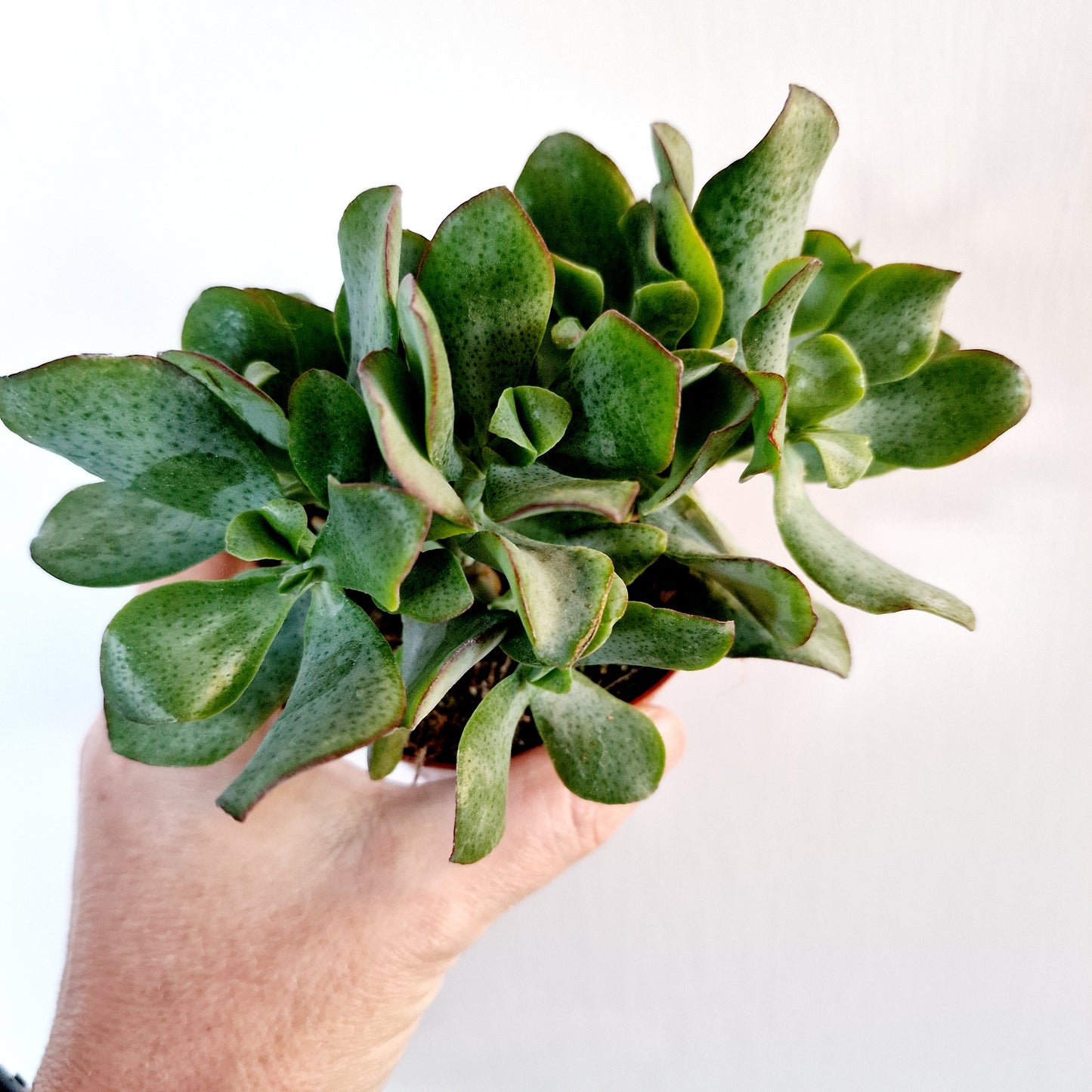 Succulant Houseplant 8.5cm pot