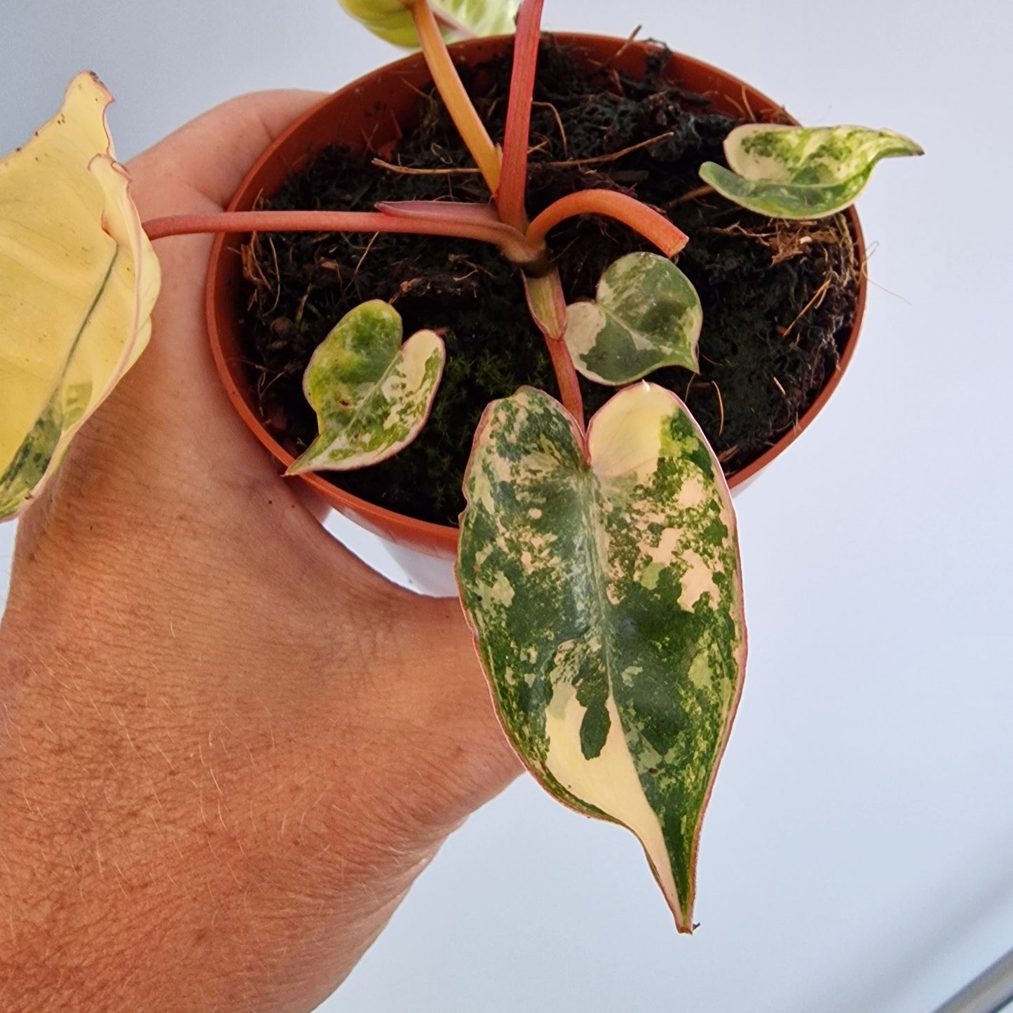 Philodendron Billietiae Variegated Houseplant 9cm pot