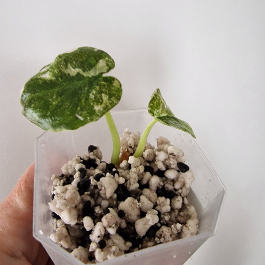 Alocasia Cuprea ‘Nom Yen’ Variegated – Tissue Culture Plant (#2)