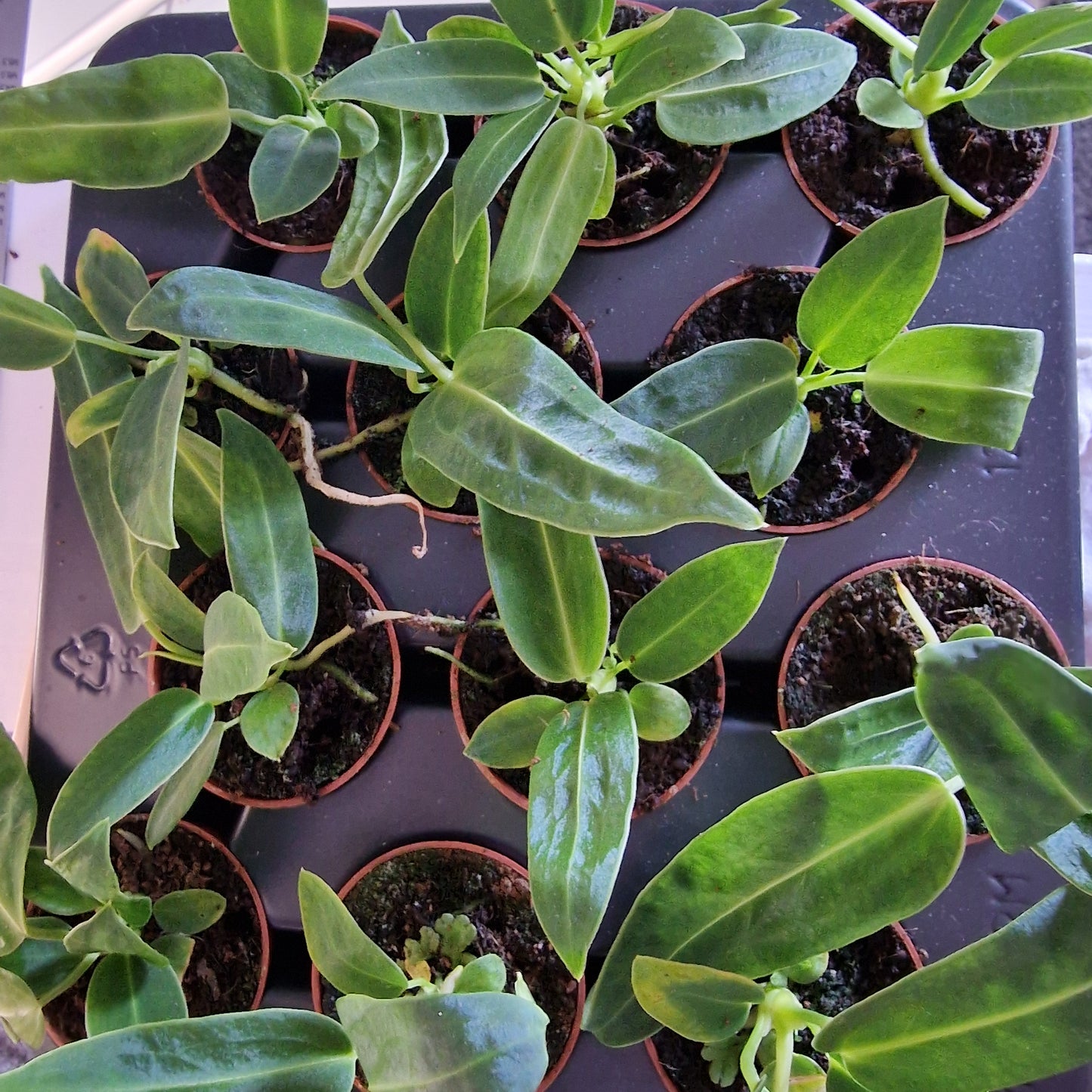 Anthurium Warocqueanum – 6cm Pot