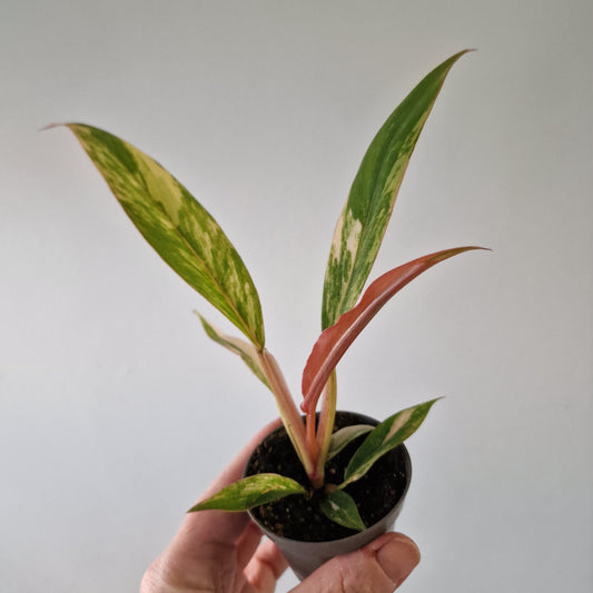 Philodendron Caramel Marble – 6cm Pot (#2)
