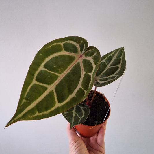 Anthurium ‘Michelle’ by DocBlock – 9cm Pot (#2)