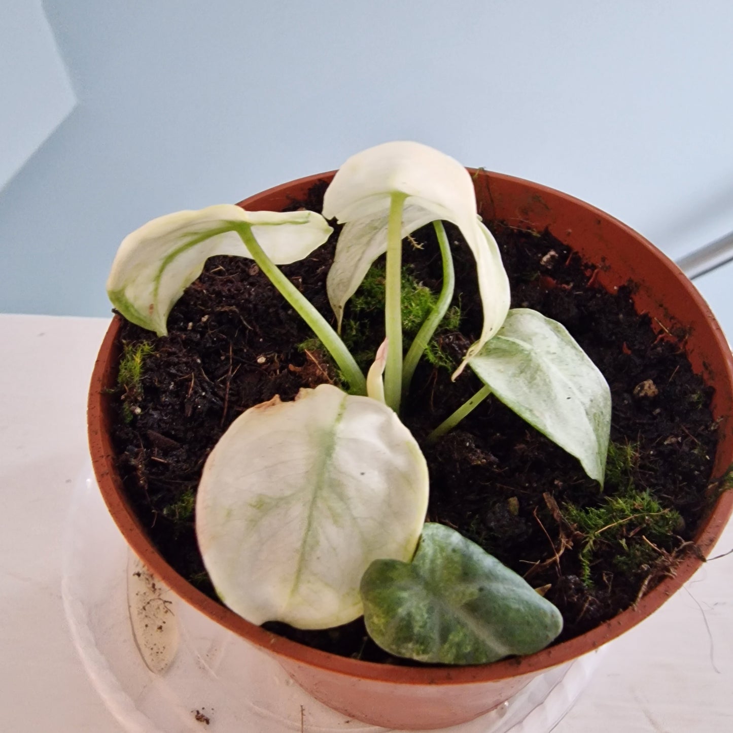 Alocasia Ninja Tricolor Rare Houseplant 10.5cm pot (3)