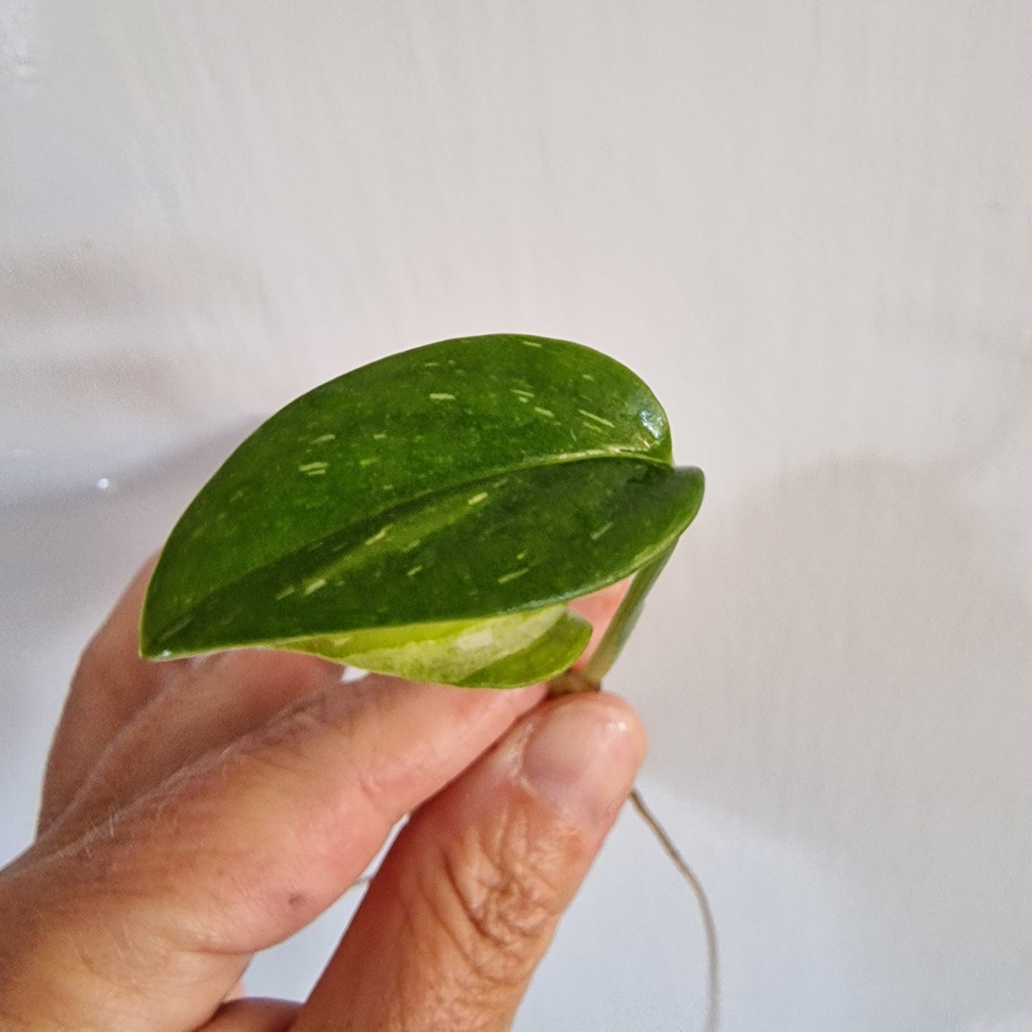 NO ID from Indonisia Variegated Cutting rooting in Water