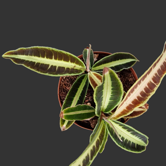 Labisia Jaba Houseplant 12cm pot