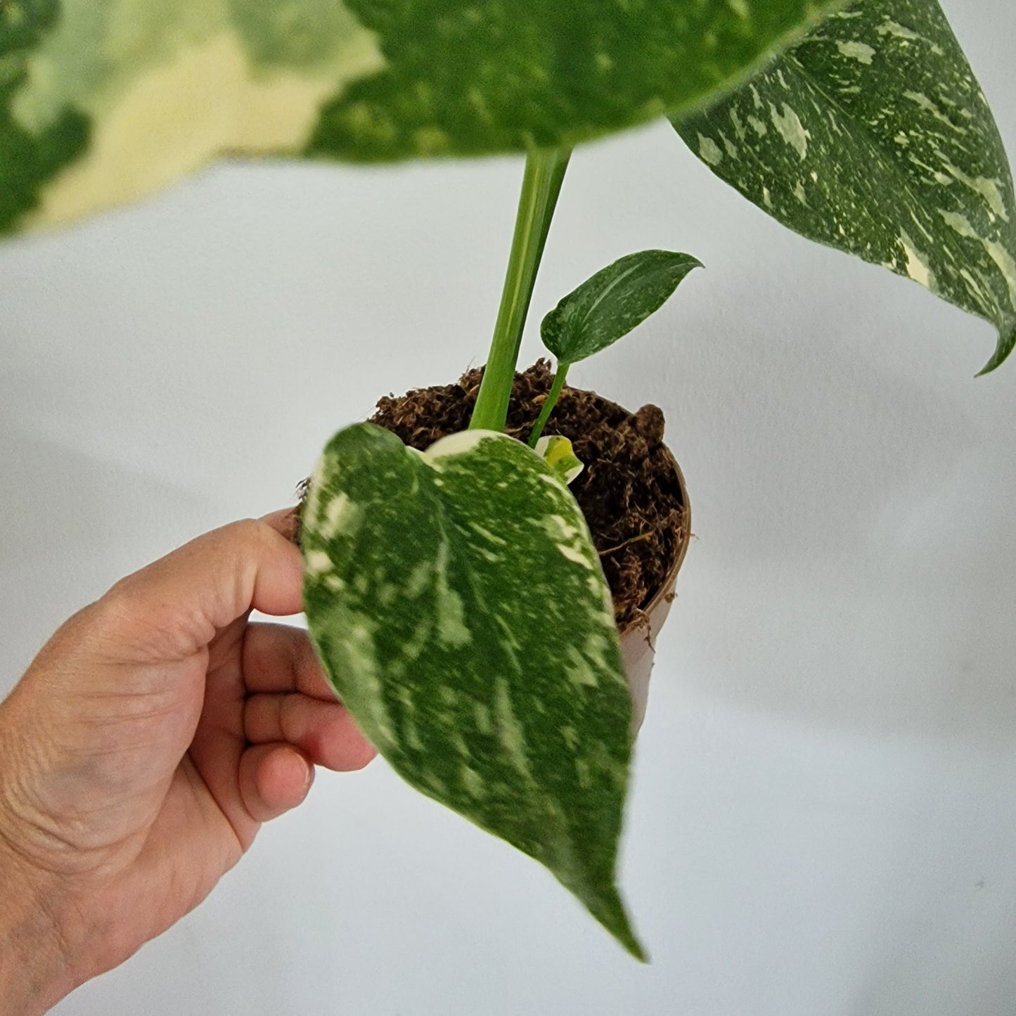 Monstera Thai Constellation Rare Houseplant 11cm pot (1h)